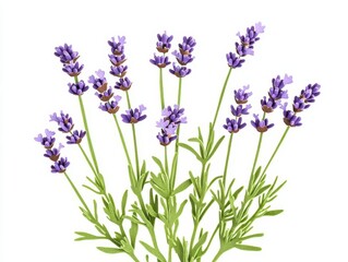 Obraz premium bunch of lavender cutout against a pristine white background, highlighting the delicate purple blooms and green stems, evoking a sense of calm and natural beauty
