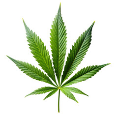 TRANSPARENT BACKGROUND 