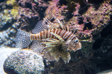 Fish in aquarium in a Berlin zoo