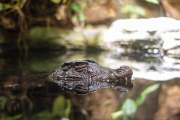 Crocodile in the water
