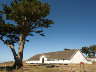 Obraz premium Standing Tall: Monterey Cypress Beside the Historic Hay Barn