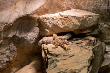 Lizard close up in wilderness