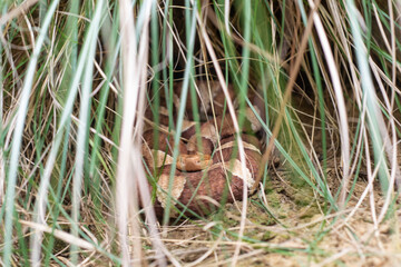 Snake in the wilderness close up