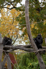 Gorilla monkeys resting on tree in Berlin Zoo