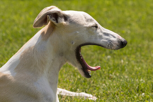 Portrait of a yawning whippet dog