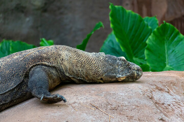 Large Komodo Dragon resting on a rock outdoors