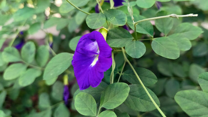 Close up Butterfly pea flower with leaves