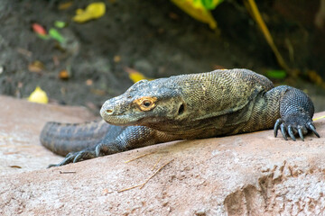 Large Komodo Dragon resting on a rock outdoors