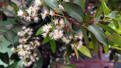 Beautiful white flowers on a tree (Syzygium myrtifolium)