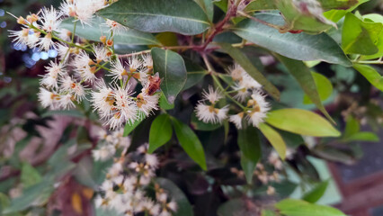 Beautiful white flowers on a tree (Syzygium myrtifolium)