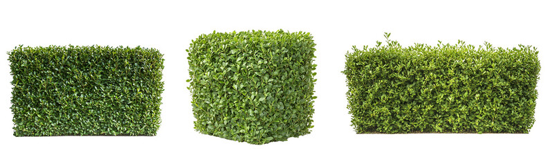 Obraz premium Set of compact hedge bush, neatly trimmed and shaped, isolated on a bright white or transparent background, showcasing the clean lines and order of the garden element