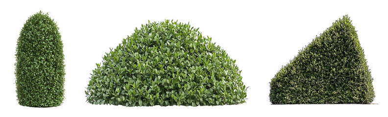 Obraz premium Set of compact hedge bush, neatly trimmed and shaped, isolated on a bright white or transparent background, showcasing the clean lines and order of the garden element