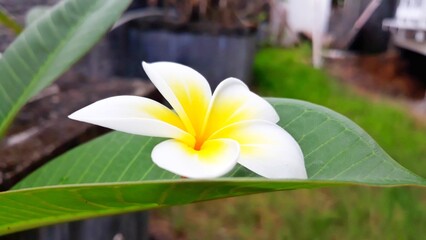 white frangipani flower on green leaves in the garden 