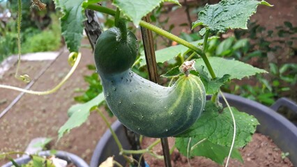 Cucumber on tree. Close-up photography 