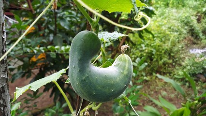 Cucumber hanging on the tree 