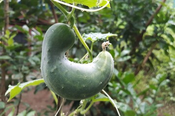 Close-up of cucumber growing and hanging on tree 