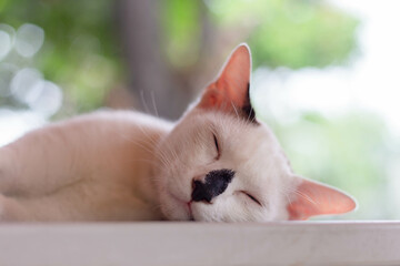 white cat sleeping