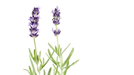Obraz premium Two Lavender Flowers