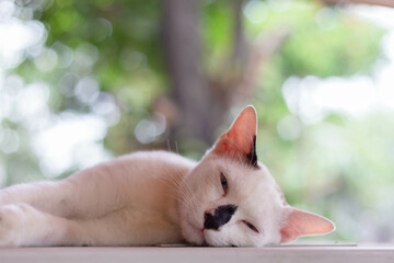 white cat sleeping