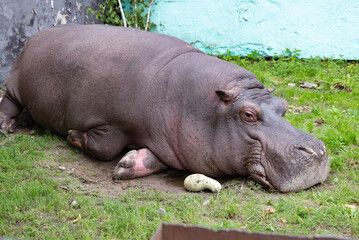 Fototapeta premium a pygmy hippopotamus eats grass and straw and there is a black starling bird on his back