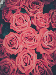 A close-up vintage photograph of a cluster of pink roses.