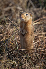 A Plains Pocket Gopher at Crex Meadows Wildlife Area in Wisconsin scopes out its surroundings as the sun sets over the nearby wetlands
