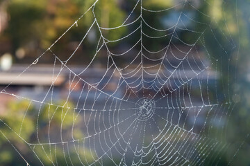 Delicate spider web glistening with dew in the early morning light surrounded by lush greenery