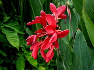 red lily