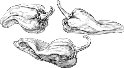 Pepper ink hand drawn collection. Isolated paprika illustration element on white background set.