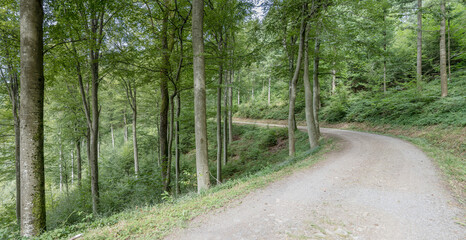 bending road in forest near Durbach, Germany