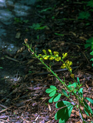 Baptisia tinctoria flower growing in the meadow. Small yellow wildflowers. Beautiful wild floral background.