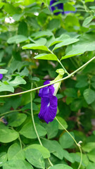 Close up Butterfly pea flower with leaves