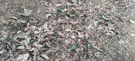 Dry leaves scattered on the ground