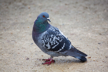 Urban park pigeon, showcasing wildlife amidst greenery and city life.