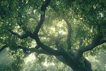 Lush Green Tree with Sunlight Through Leaves