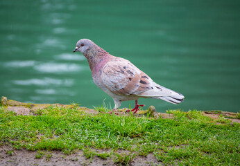 Urban park pigeon, showcasing wildlife amidst greenery and city life.