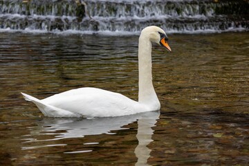 Obraz premium Graceful white swan swimming in a clear stream.