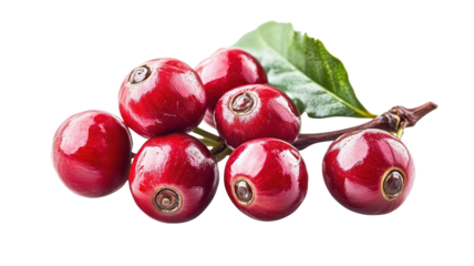 Group of vibrant red coffee cherries with green leaves, isolated on transparent background.