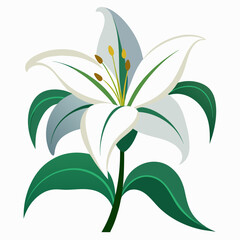 Lily on a white background