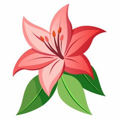 Lily on a white background