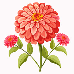 Zinnia flowers on a white background