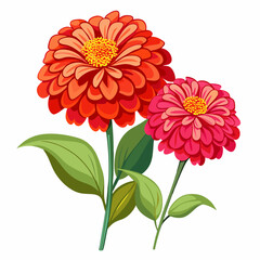Zinnia flowers on a white background