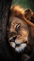 Male lion resting its head against a tree in the shade