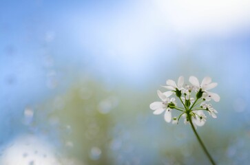 Delicate white flower with blurred background