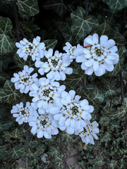A lovely bunch of pure white flowers is flourishing and growing on a healthy plant, showcasing the...