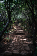 Fototapeta premium Trekking routes on the levadas on the island of Madeira.