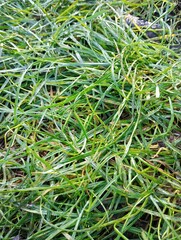 green grass texture