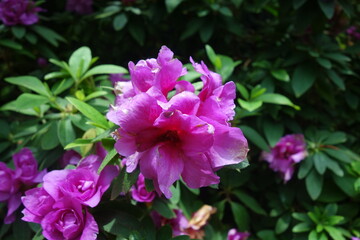 Close-up of a vibrant pink Azalea flower in full bloom