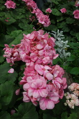 Pink Pelargonium zonale in full bloom, showing vibrant petals that bring a touch of elegance to any setting. Sunlight hits texture.