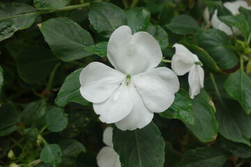 White Impatiens have soft, round petals and a gentle, subtle fragrance. Their delicate blooms form a lush, compact cluster, creating a soothing contrast with green foliage.